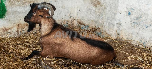 Excellent jeune bouc de race Alpine pure - 2
