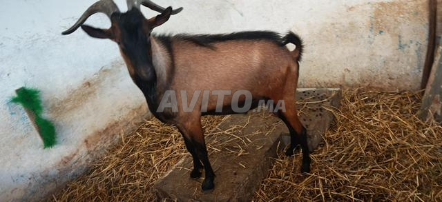 Excellent jeune bouc de race Alpine pure