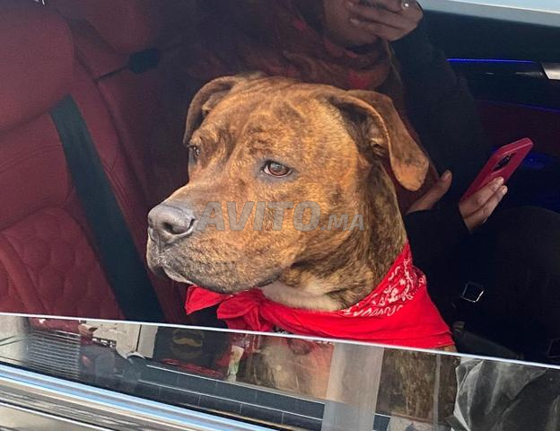 Mâles Amstaff 45 jours - 2