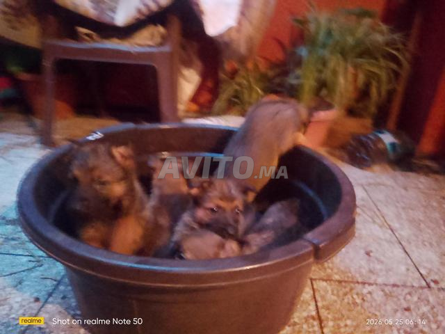 chiots malinois - 2