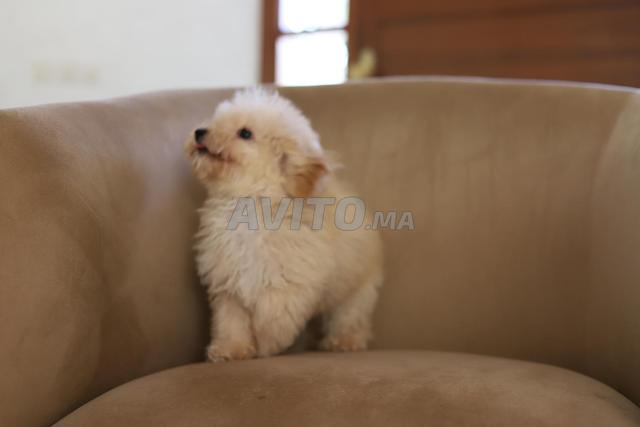 Chiot poodle toy /teacup (2,5 kgs adulte) pédigrée