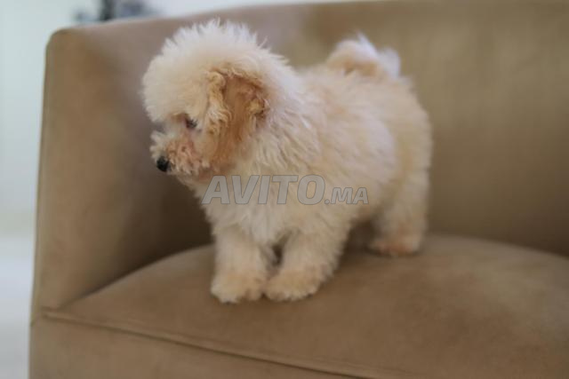 Chiot poodle toy /teacup (2,5 kgs adulte) pédigrée