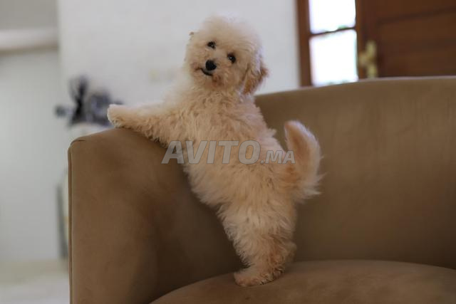 Chiot poodle toy /teacup (2,5 kgs adulte) pédigrée