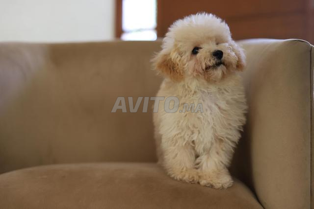 Chiot poodle toy /teacup (2,5 kgs adulte) pédigrée