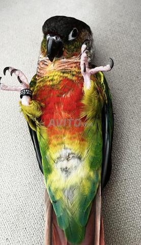 Conure de Molina dressé - 2