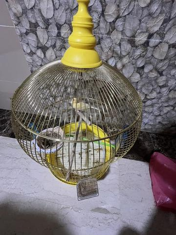 cage oiseaux - 2
