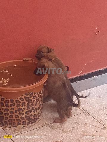Chiots Malinois - 2