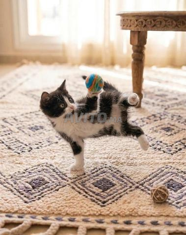 قط من فصيلة Tuxedo النادرة والمطيعة 🐈 لطيف جدا 😻 - 2