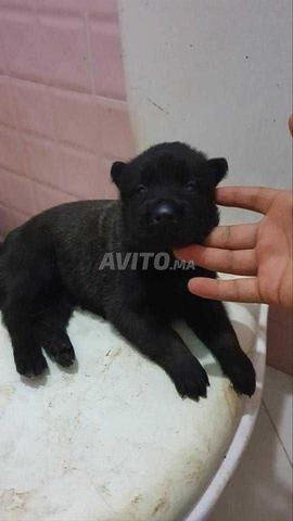 Chiot malinois - 2