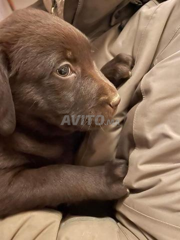 Chiots Labrador Chocolat - 2