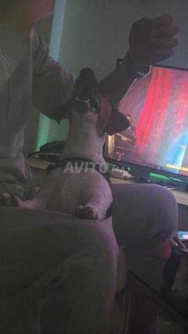 Jack Russell Terrier