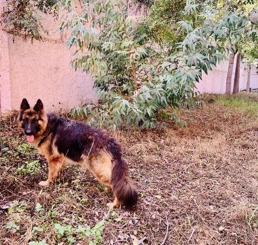 Chiots berger allemand poil long - 2