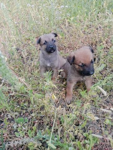 Chiots de race "Miniloy" à vendre uniquement à Ouezzane