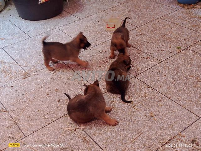 Chiots Malinois - 2