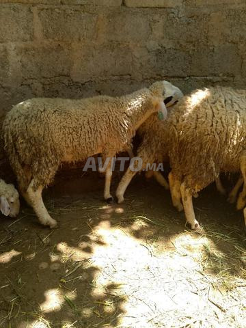 Moutons à partir de 3000 - 2