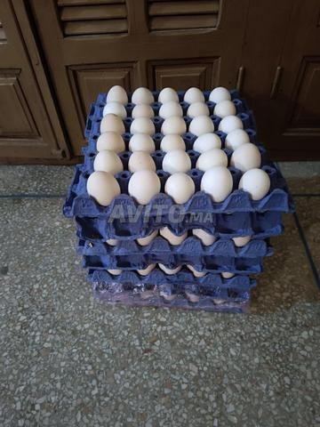 بيض بلدي منزلي 🐓🥚 - 2