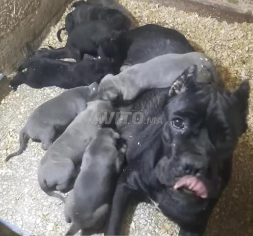 Femelle Cane Corso noire adulte - 2