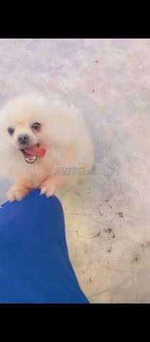 Super femelle Spitz nain Poméranie à vendre - 2