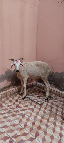 Mouton de l'Aïd - 2
