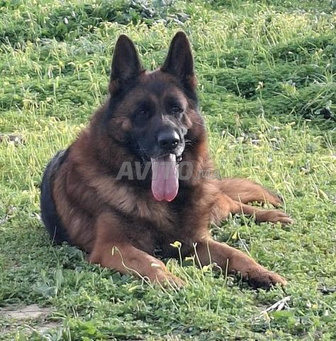 Chiots berger allemand - 2