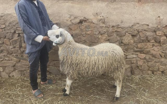 Mouton à vendre