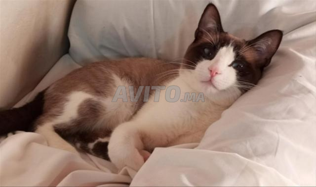 Chat Snowshoe - 2