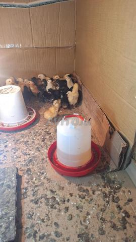 Poussins Brahama à vendre - 2