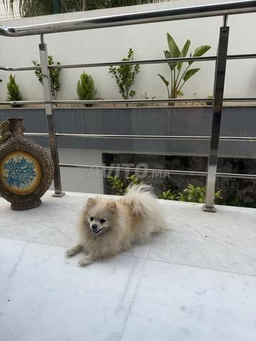 Spitz à vendre avec ses enfants - 2