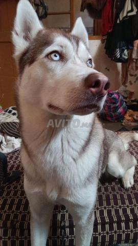 Femelle Husky - 2