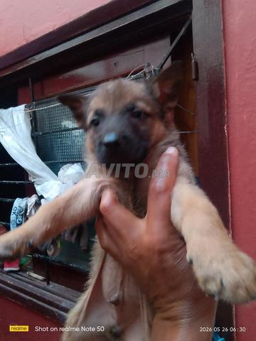 chiots malinois - 2