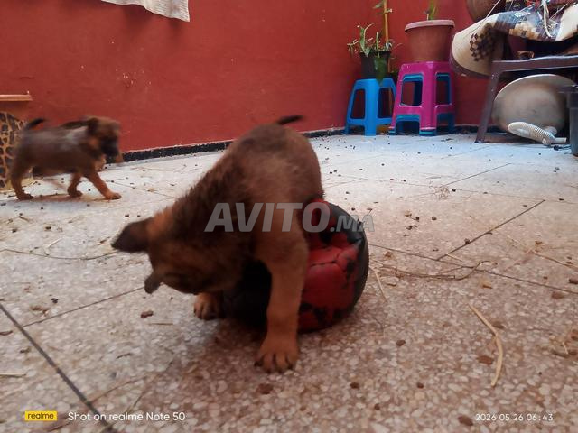 Chiots Malinois - 2
