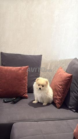 Chienne à vendre - 2