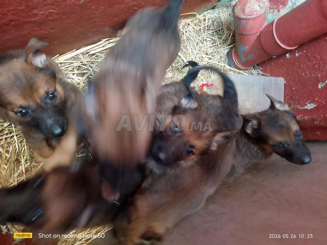 Chiots Malinois - 2
