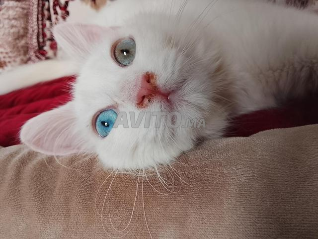Magnifique Chaton Angora Turc – 2 Mois - 2