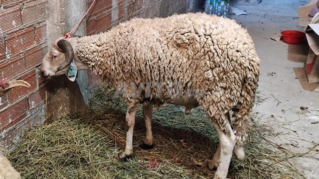Mouton à vendre pour sacrifice