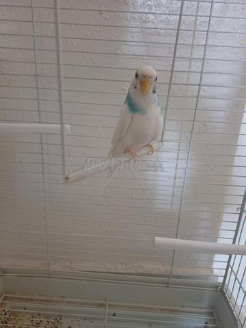 Couple de perruches et cage - 2