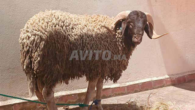Mouton de l'Aïd de Tiflet - 2
