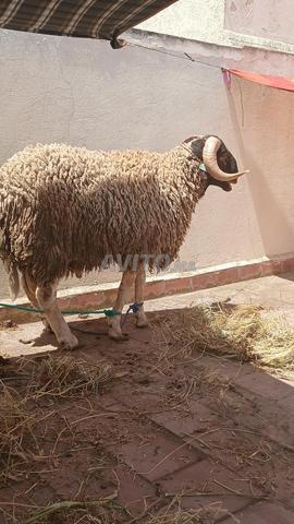 Mouton de l'Aïd de Tiflet - 2