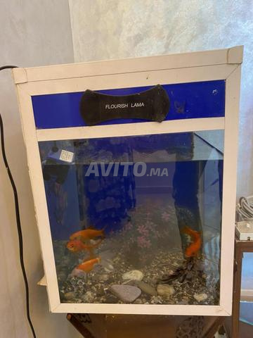 Aquarium 5 poissons - 2