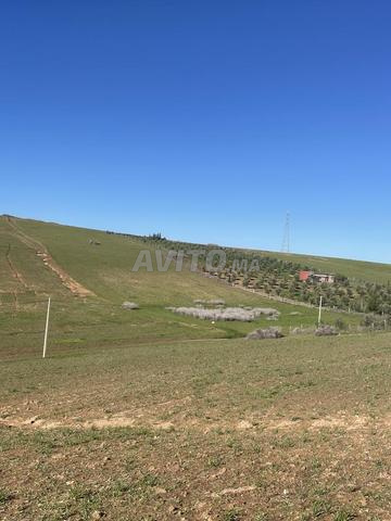 Terrain agricole - 2