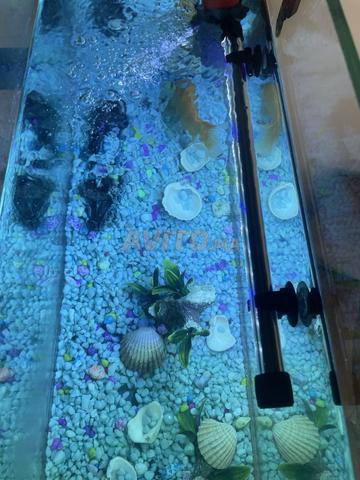 Aquarium avec poissons et accessoires à vendre - 2