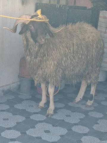جزار لمن يحتاجه لذبح خروف 🐏 العيد - 2