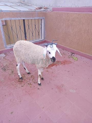 Mouton pour l'Aïd - 2