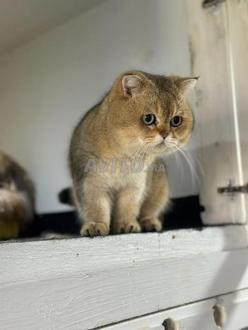Mâle British Shorthair Golden à vendre