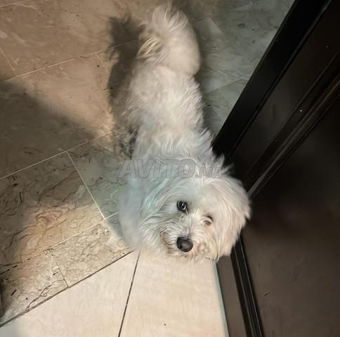 Bichon nain - 2