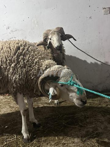 Mouton de qualité à El Jadida - 2