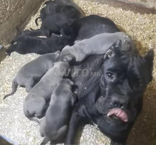 Super femelle cane corso adulte - 2