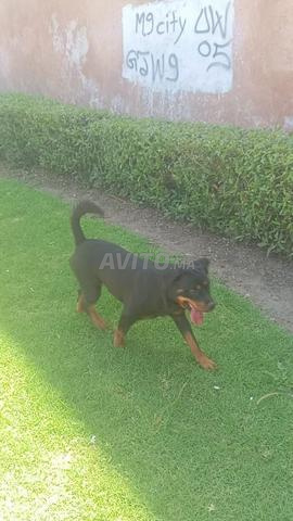 Femelle rottweiler pure race - 2