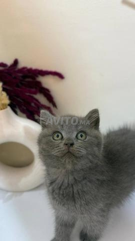 Mâle British Shorthair - 2