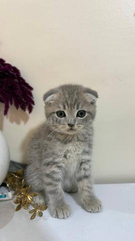 Mâle Scottish Fold lilas argenté ombré - 2